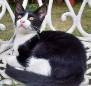 Gato raça  idade 2 a 6 meses nome Felix