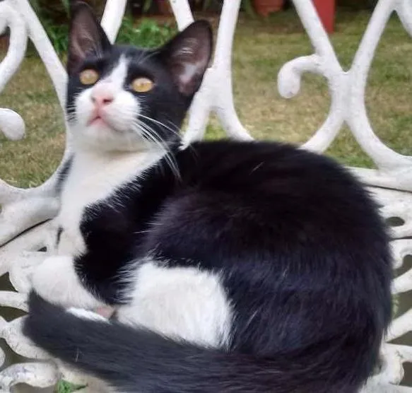 Gato ra a  idade 2 a 6 meses nome Felix
