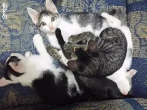 Gato raça Sem raça  idade Abaixo de 2 meses nome Sem nome