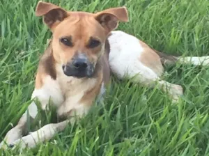 Cachorro raça Sem raça  idade 7 a 11 meses nome Moji 