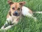 Cachorro raça Sem raça  idade 7 a 11 meses nome Moji 