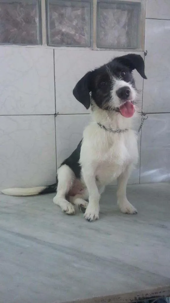 Cachorro ra a Srd idade 7 a 11 meses nome Andre