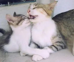 Gato raça SRD idade 2 a 6 meses nome Lilu e spider