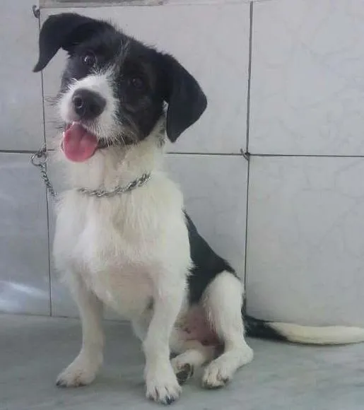 Cachorro ra a Srd idade 7 a 11 meses nome Andre