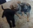 Zigue, Sorrac, Zeus