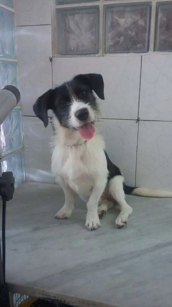Cachorro ra a Srd idade 7 a 11 meses nome Andre