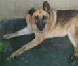 Nala