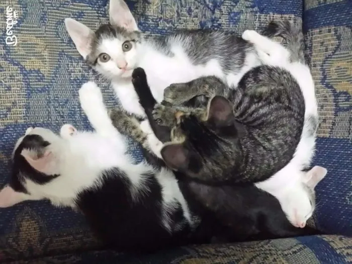 Gato ra a Sem raça  idade Abaixo de 2 meses nome Sem nome