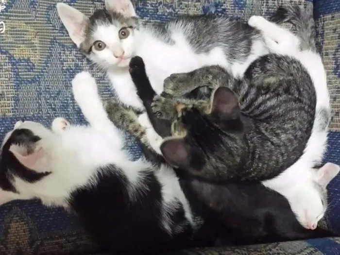 Gato ra a Sem raça  idade Abaixo de 2 meses nome Sem nome