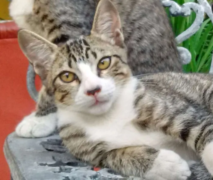 Gato ra a  idade 2 a 6 meses nome Boy
