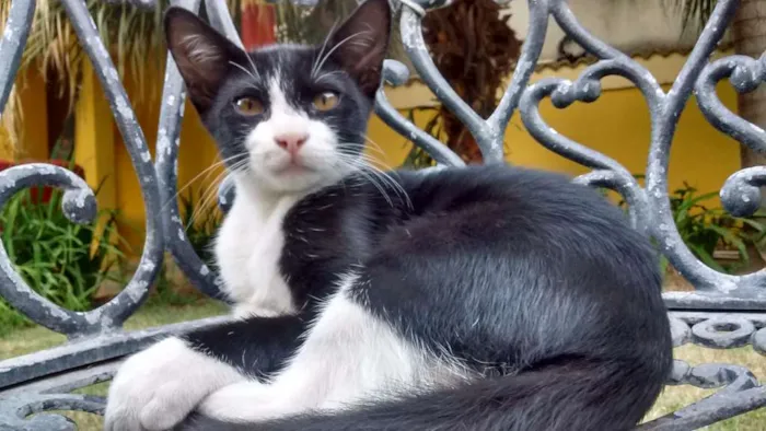 Gato ra a  idade 2 a 6 meses nome Felix