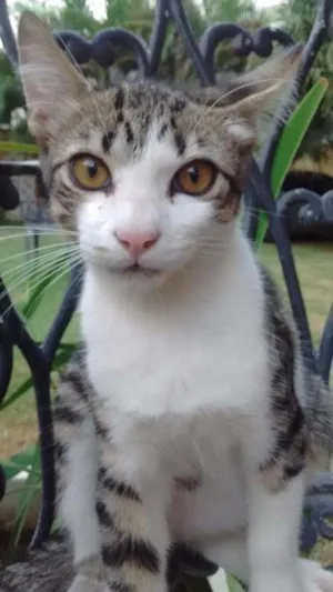 Gato raça  idade 2 a 6 meses nome Boris