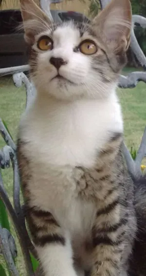Gato raça  idade 2 a 6 meses nome Filó