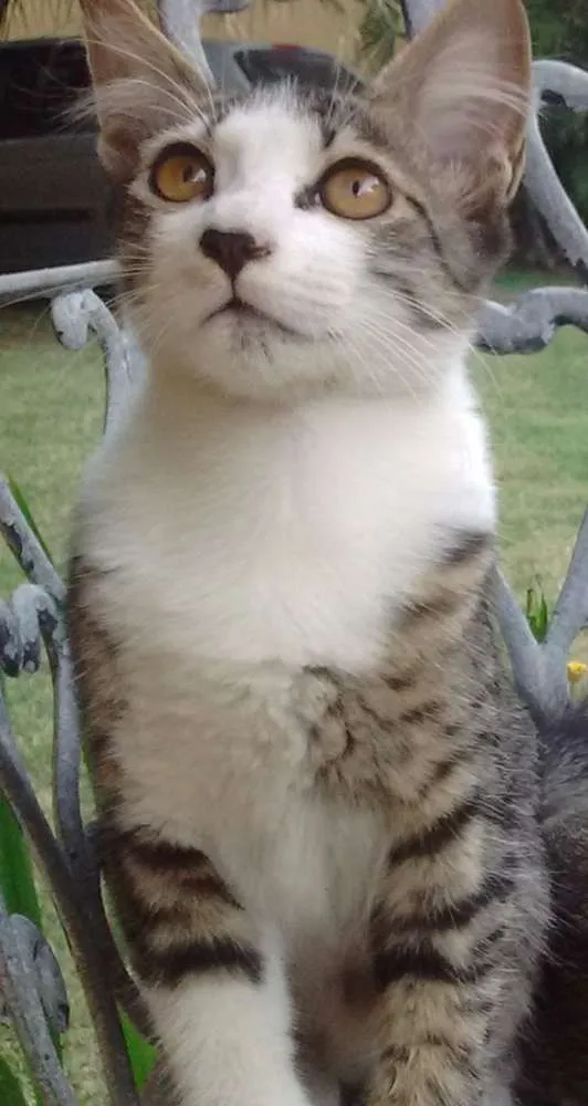 Gato ra a  idade 2 a 6 meses nome Filó