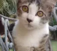 Filó