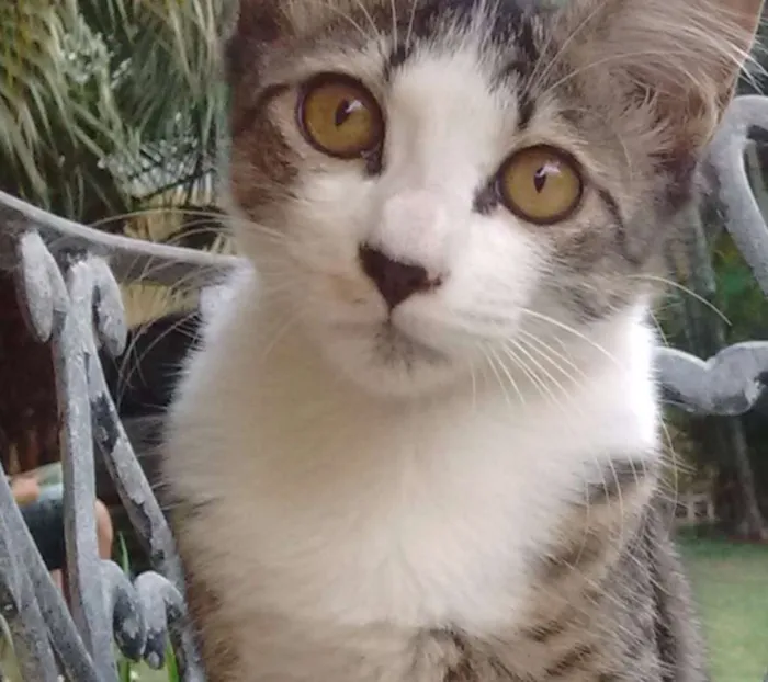 Gato ra a  idade 2 a 6 meses nome Filó