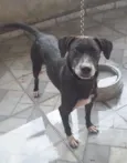Cachorro raça Sem Raça  idade 3 anos nome Rabito 