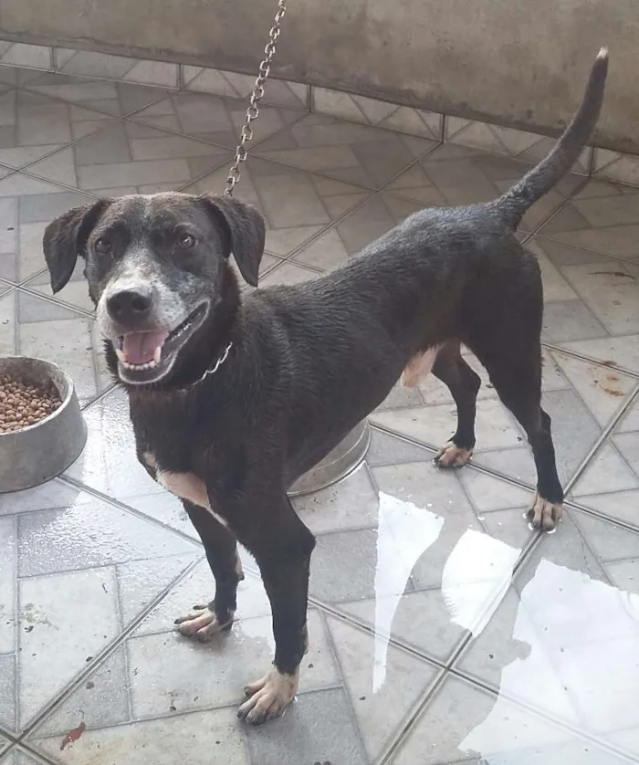 Cachorro raça Sem Raça  idade 3 anos nome Rabito 