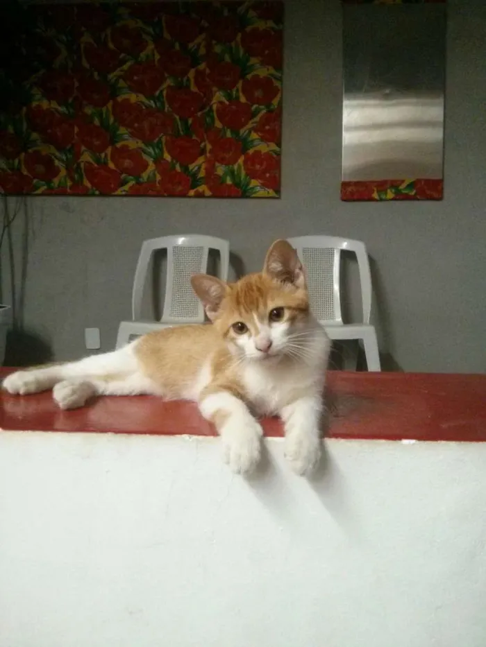 Gato ra a SRD idade 2 a 6 meses nome Zezinho