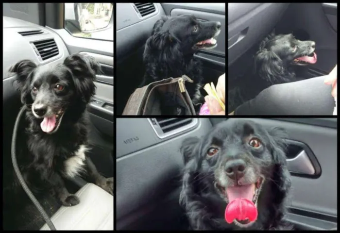 Cachorro ra a SRD idade 2 anos nome Luigi