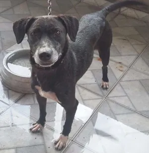Cachorro raça Sem Raça  idade 3 anos nome Rabito 