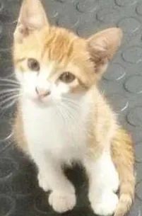 Gato raça SRD idade 2 a 6 meses nome Zezinho