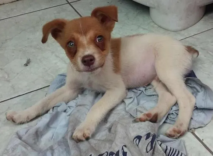 Cachorro ra a  idade 2 a 6 meses nome Théo