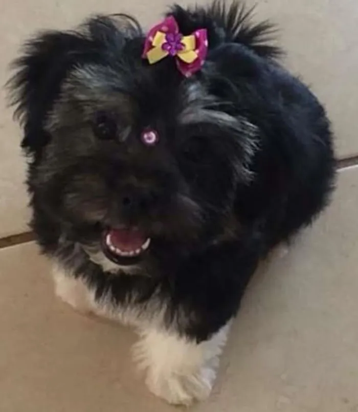 Cachorro ra a Lhasa Apso idade 2 a 6 meses nome Nina GRATIFICA