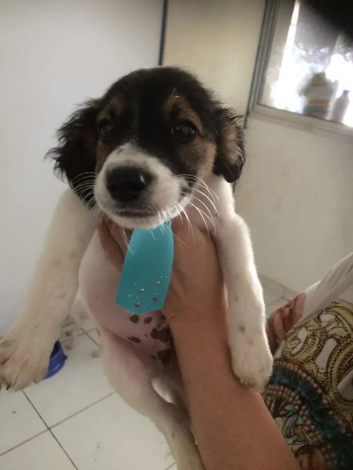 Cachorro ra a SRD idade 2 a 6 meses nome Augusto