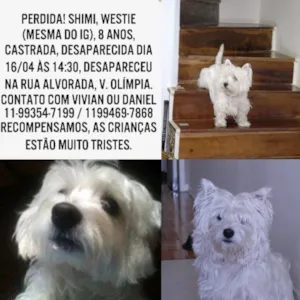 Cachorro raça Westie idade 6 ou mais anos nome Shimi