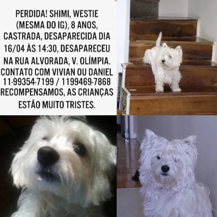 Cachorro ra a Westie idade 6 ou mais anos nome Shimi