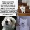 Cachorro raça Westie idade 6 ou mais anos nome Shimi