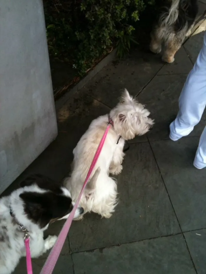 Cachorro ra a Westie idade 6 ou mais anos nome Shimi