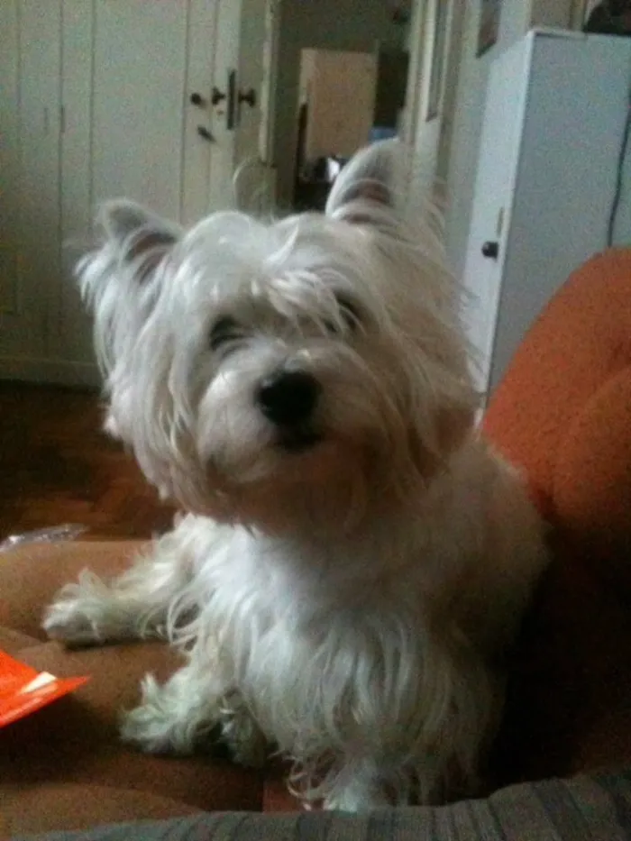 Cachorro ra a Westie idade 6 ou mais anos nome Shimi