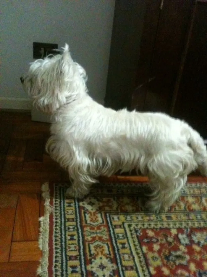 Cachorro ra a Westie idade 6 ou mais anos nome Shimi