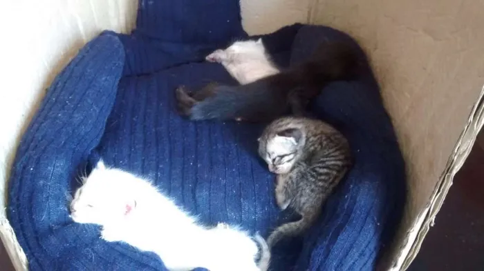 Gato ra a  idade Abaixo de 2 meses nome Filhotes