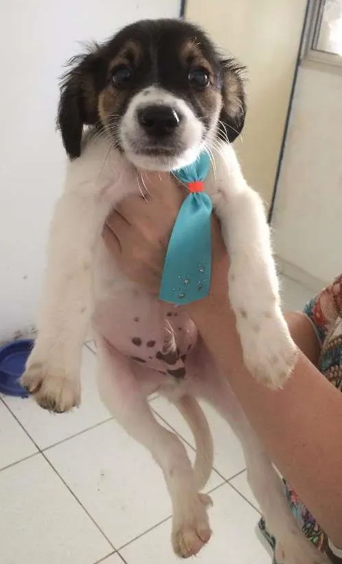 Cachorro ra a SRD idade 2 a 6 meses nome Augusto