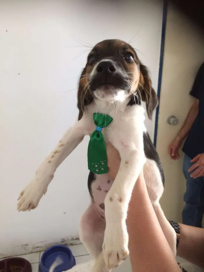Cachorro ra a SRD idade 2 a 6 meses nome Joca