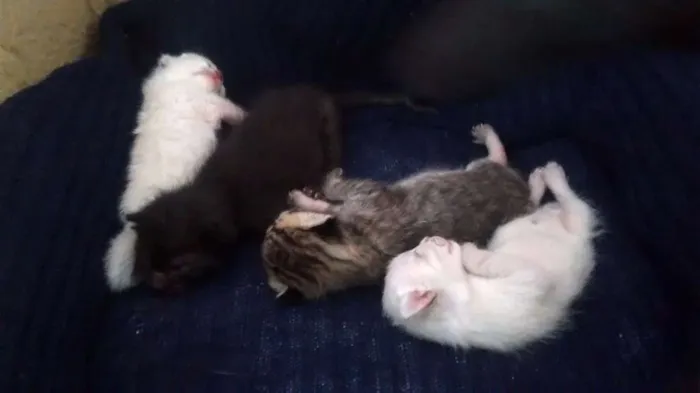 Gato ra a  idade Abaixo de 2 meses nome Filhotes