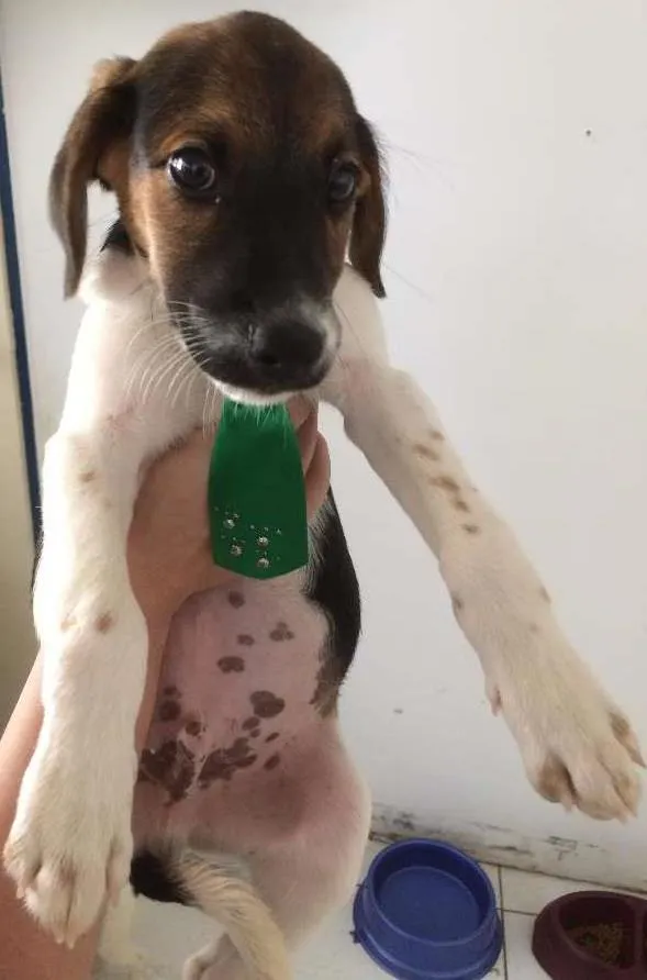 Cachorro ra a SRD idade 2 a 6 meses nome Joca