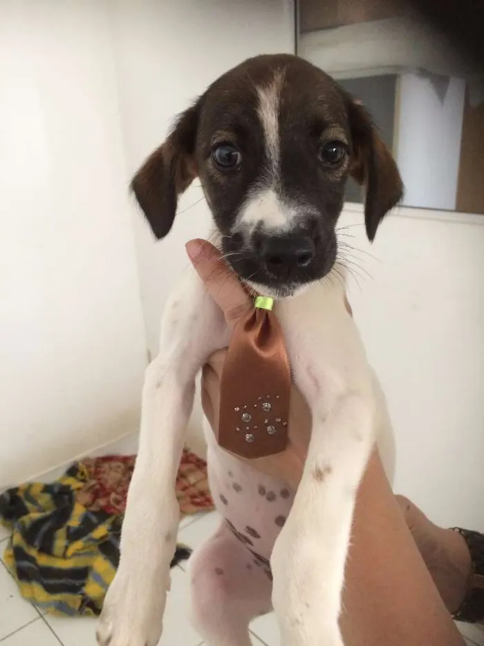 Cachorro ra a SRD idade 2 a 6 meses nome Mexerica