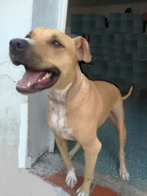Cachorro raça Pitbull idade 2 anos nome Thor