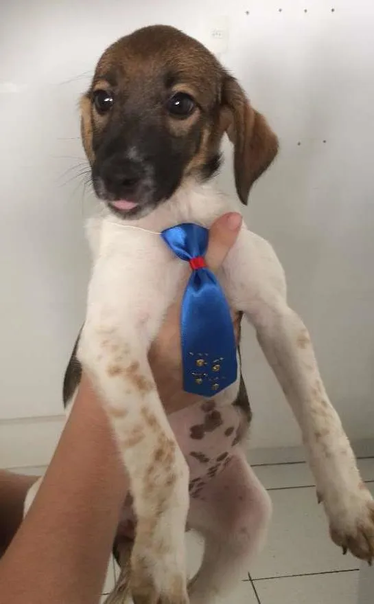 Cachorro ra a SRD idade 2 a 6 meses nome Panqueca