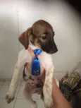 Panqueca