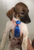 Panqueca