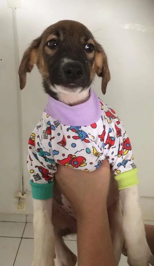 Cachorro ra a SRD idade 2 a 6 meses nome Tatu