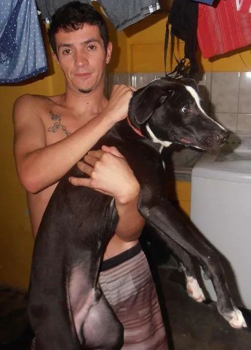 Cachorro ra a SRD idade 7 a 11 meses nome Bob