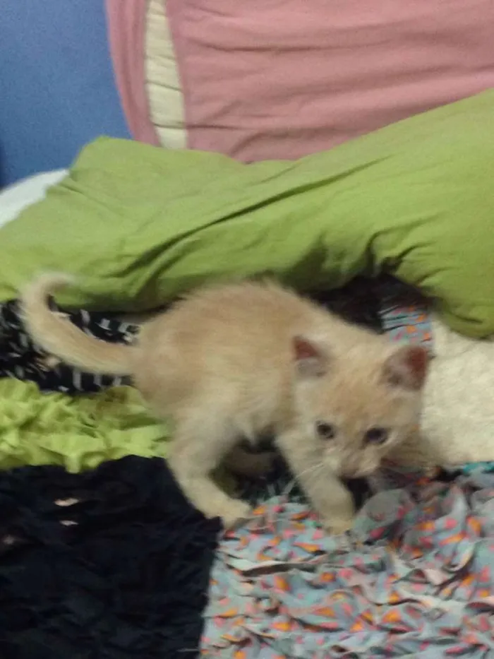 Gato ra a Não sei idade Abaixo de 2 meses nome Minhoquinha