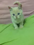 Minhoquinha