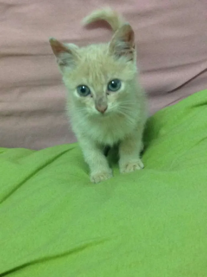 Gato ra a Não sei idade Abaixo de 2 meses nome Minhoquinha